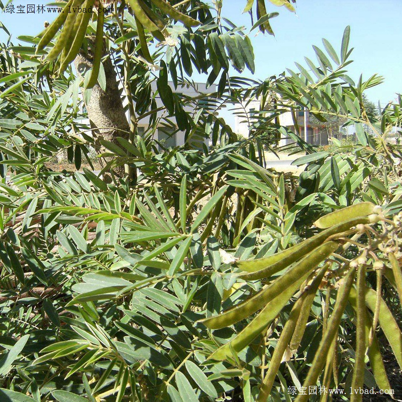 <a href='http://njszjj.com/linmuzhongzi/22339.html' target='_blank'>山毛豆</a>