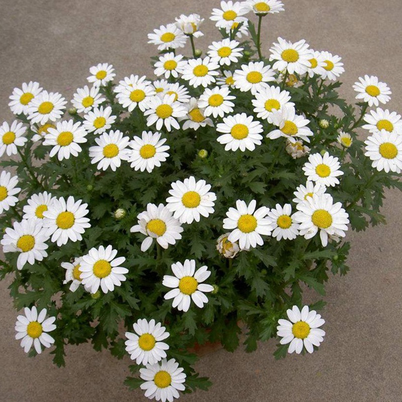 <a href='http://njszjj.com/caohuazhongzi/23058.html' target='_blank'>白晶菊</a><a href='http://njszjj.com/' target='_blank'>種子</a>