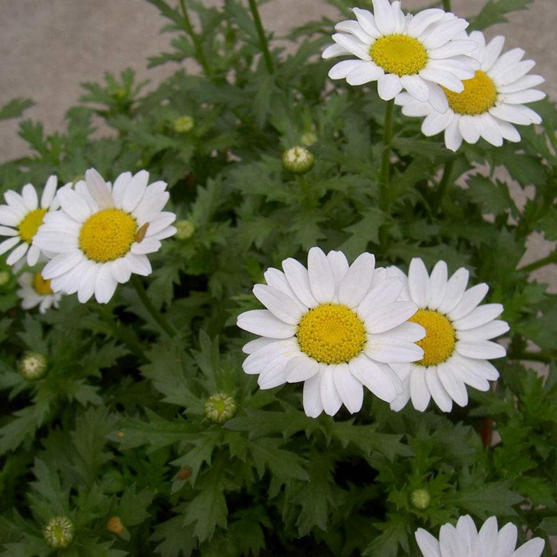 白晶菊<a href='http://njszjj.com/' target='_blank'>種子</a>