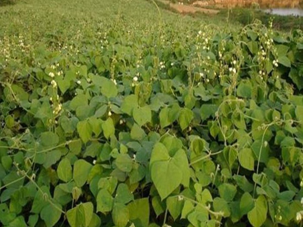 <a href='http://njszjj.com/mucaozhongzi/23270.html' target='_blank'>拉巴豆種子</a>
