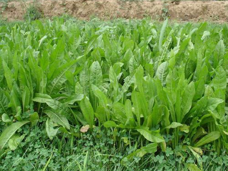 進(jìn)口菊苣<a href='http://njszjj.com/' target='_blank'>種子</a>