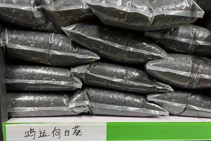 <a href='http://njszjj.com/caohuazhongzi/43360.html' target='_blank'>鴻運向日葵</a>