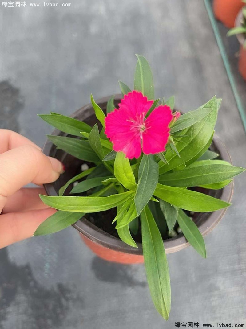 <a href='http://njszjj.com/caohuazhongzi/1030.html' target='_blank'>常夏石竹</a>花苗盆栽花鏡草本花卉