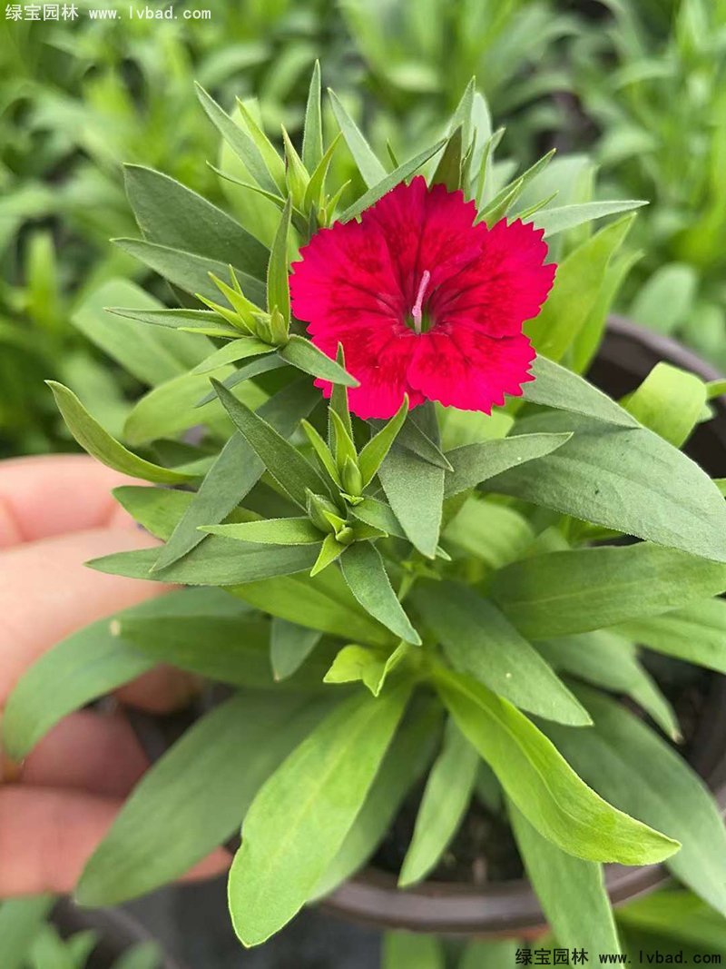 <a href='http://njszjj.com/caohuazhongzi/1030.html' target='_blank'>常夏石竹</a>花苗盆栽花鏡草本花卉