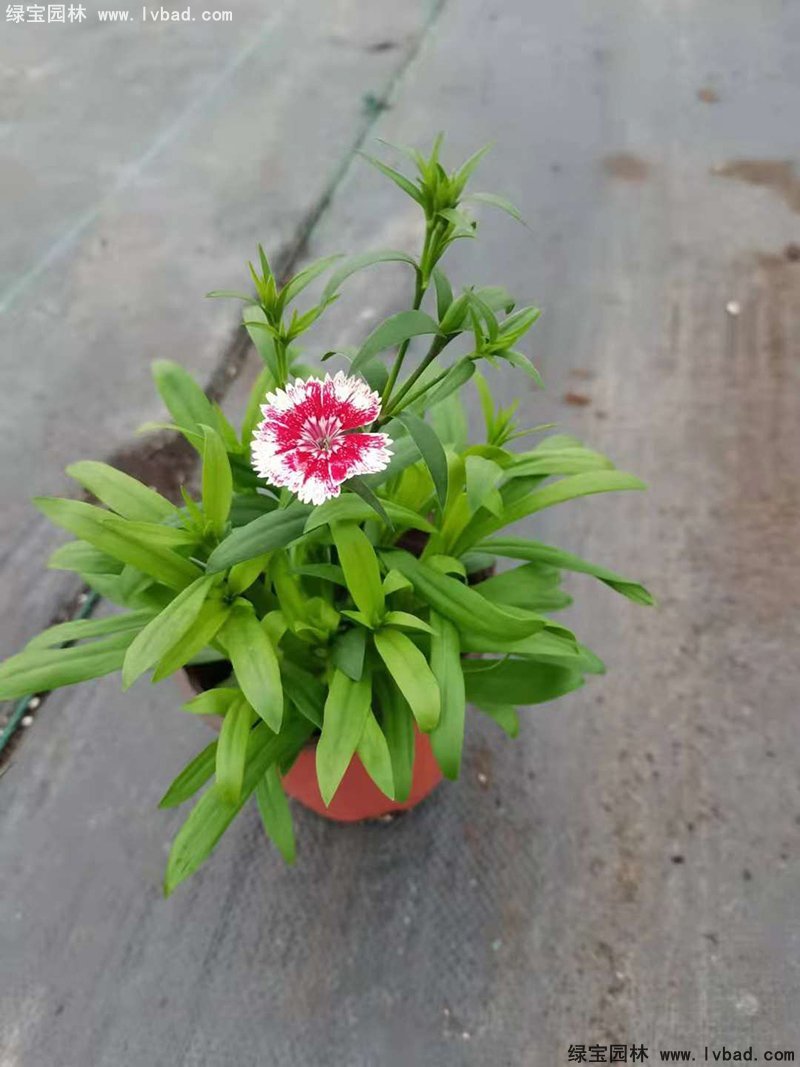 常夏<a href='http://njszjj.com/caohuazhongzi/97045.html' target='_blank'>石竹</a>花苗盆栽花鏡草本花卉