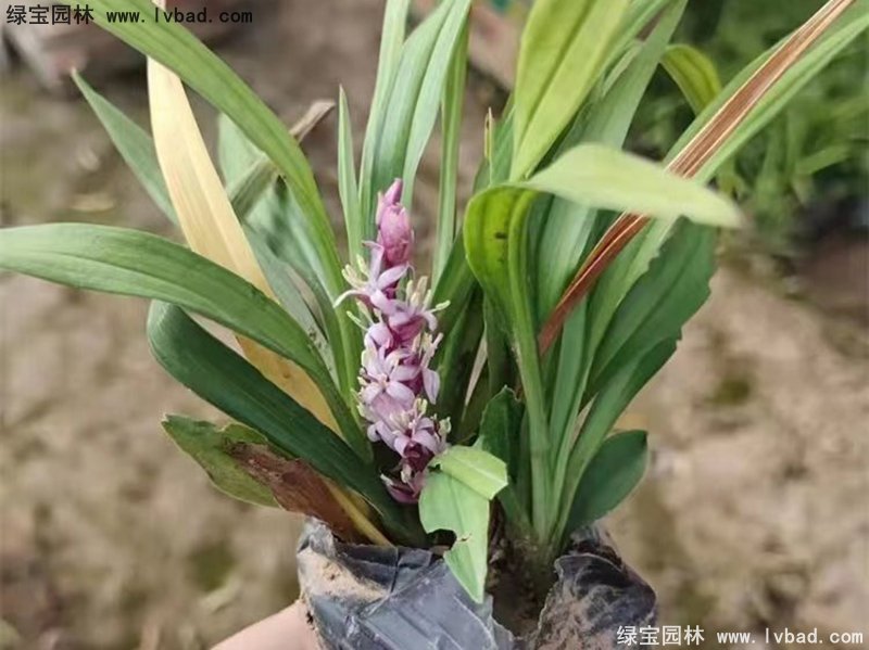 花鏡耐陰植物多年生<a href='http://njszjj.com/caobenzhiwu/3397.html' target='_blank'>吉祥草</a>常綠草本