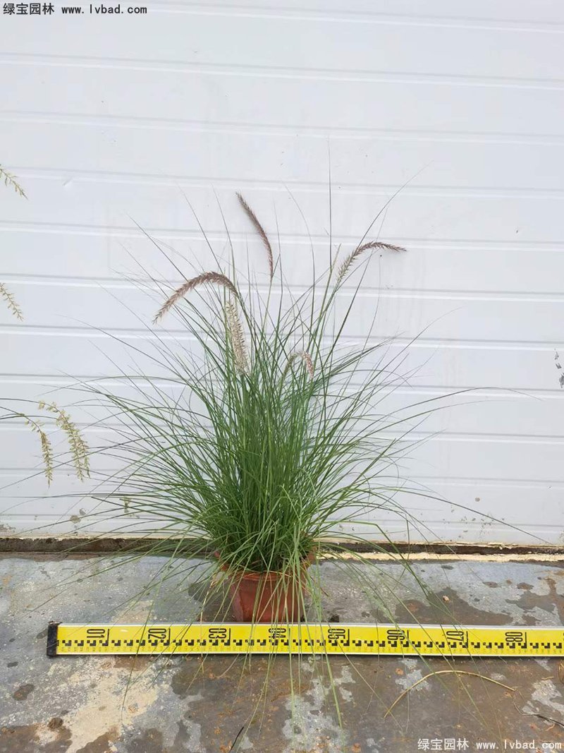 耐熱型花鏡草本植物<a href='http://njszjj.com/huajingzhiwu/56164.html' target='_blank'>金紅羽狼尾草</a>