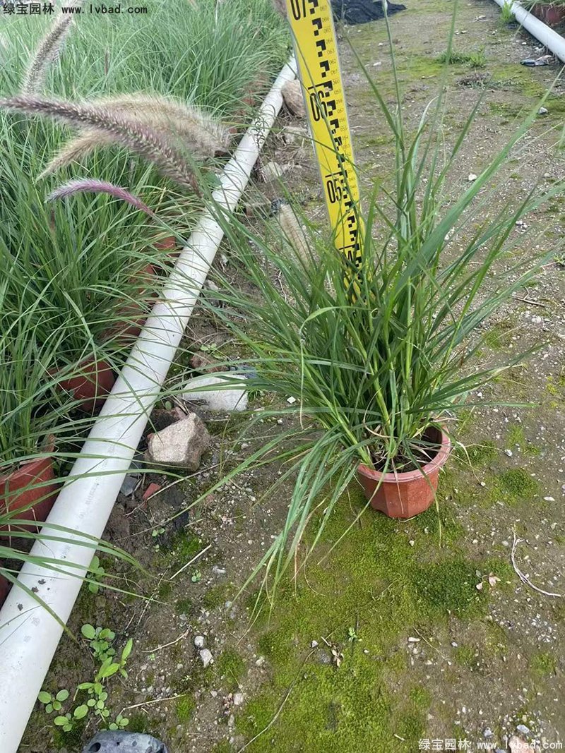 耐熱型花鏡草本植物<a href='http://njszjj.com/huajingzhiwu/56164.html' target='_blank'>金紅羽狼尾草</a>