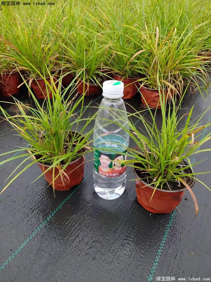 耐熱型花鏡草本植物金紅羽<a href='http://njszjj.com/mucaozhongzi/1687.html' target='_blank'>狼尾草</a>