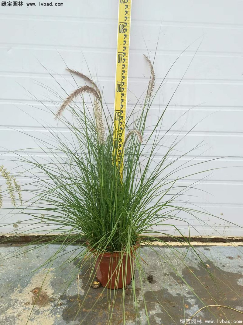 耐熱型花鏡草本植物金紅羽<a href='http://njszjj.com/mucaozhongzi/1687.html' target='_blank'>狼尾草</a>