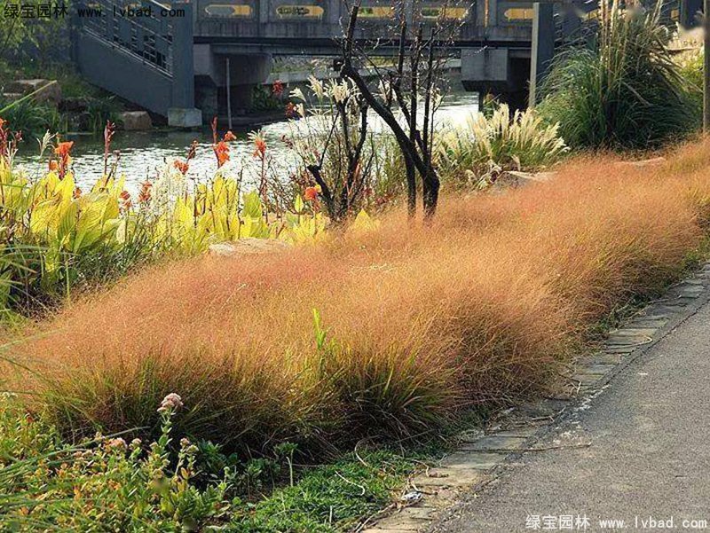 紅知風(fēng)畫眉草花鏡觀賞草