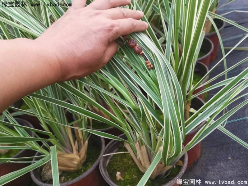 花葉蒲葦茅草類觀賞花鏡草本大草