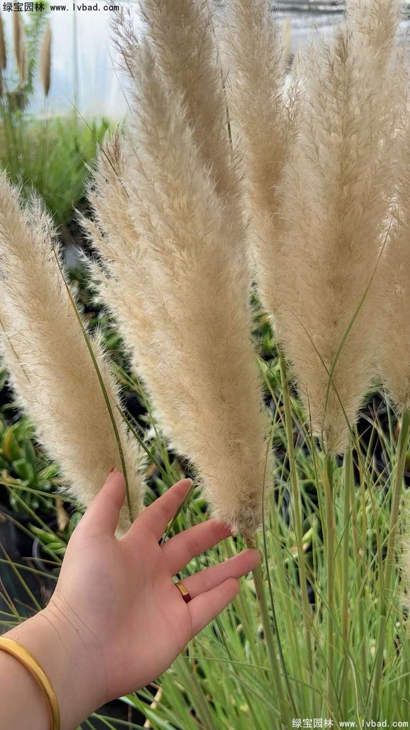 花葉蒲葦茅草類觀賞花鏡草本大草