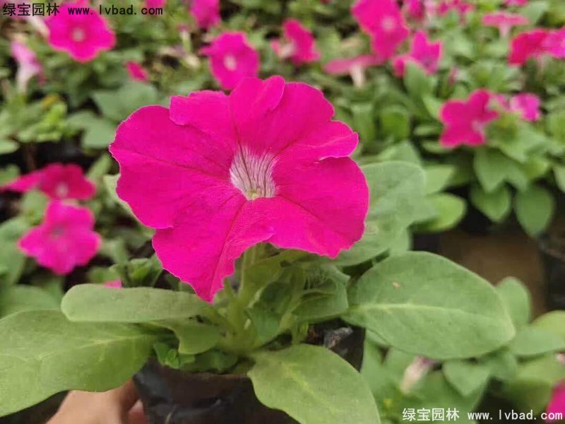 玫紅色日本<a href='http://njszjj.com/caohuazhongzi/1017.html' target='_blank'>矮牽牛</a>盆栽