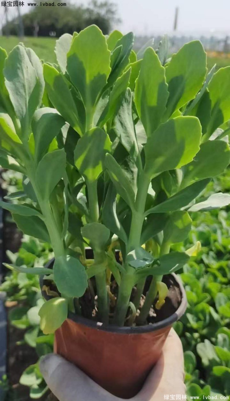 <a href='http://njszjj.com/caobenzhiwu/3380.html' target='_blank'>八寶景天</a>多年生宿根草本多漿花鏡植物耐寒花卉