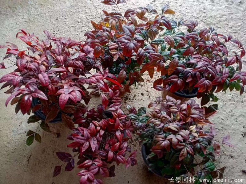 火焰<a href='http://njszjj.com/linmuzhongzi/1772.html' target='_blank'>南天竹</a>