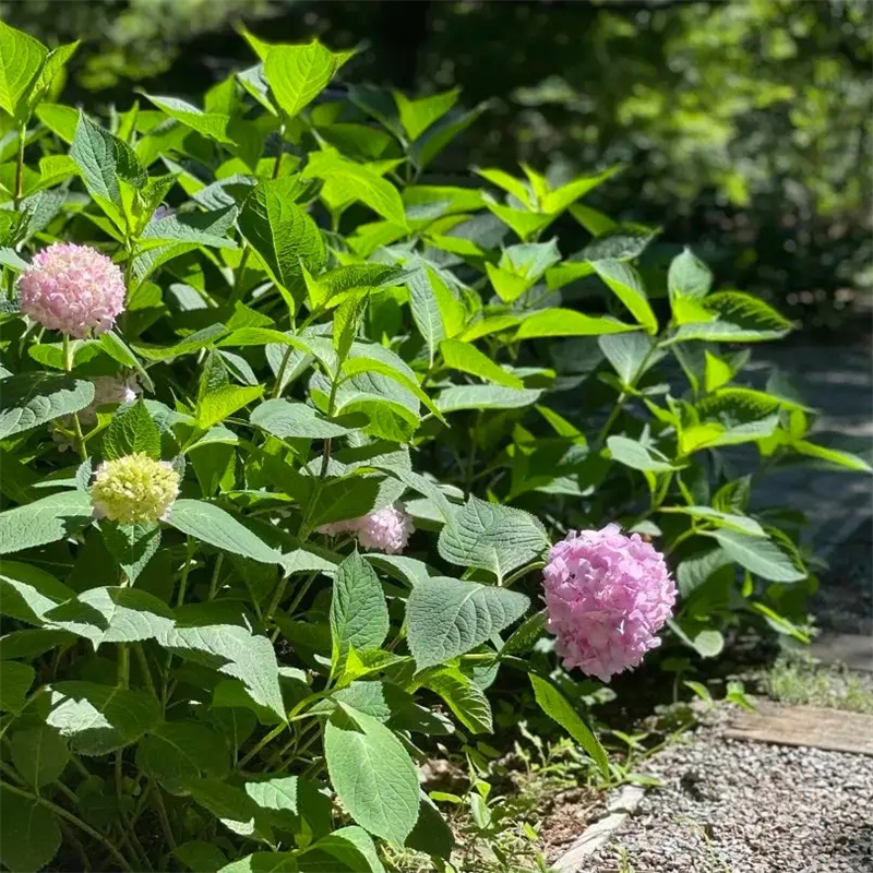 <a href='http://njszjj.com/dibeiguanmu/3511.html' target='_blank'>八仙花</a>