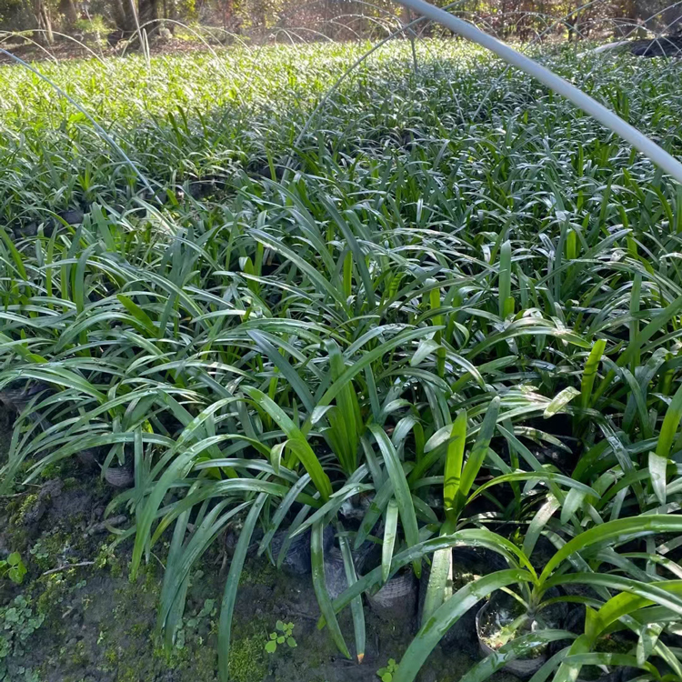 百子蓮容器苗 來自綠寶園林