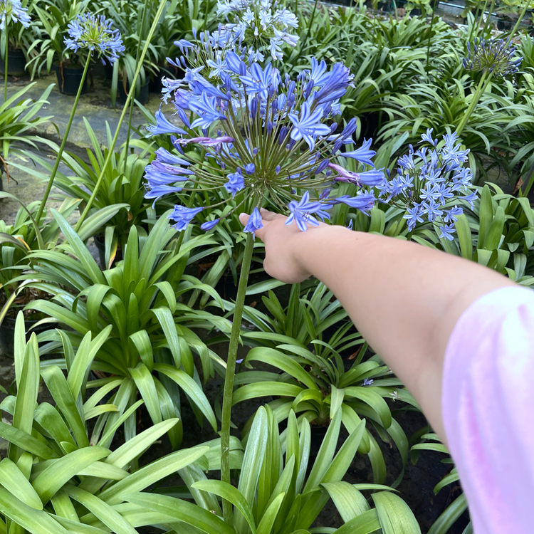 百子蓮容器苗 來自綠寶園林