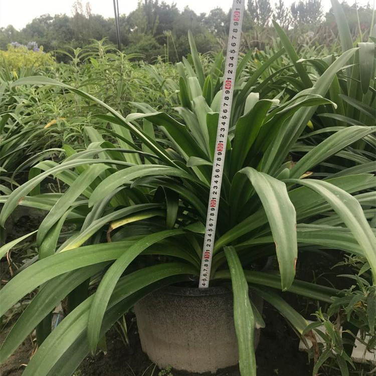 百子蓮容器苗 來自綠寶園林