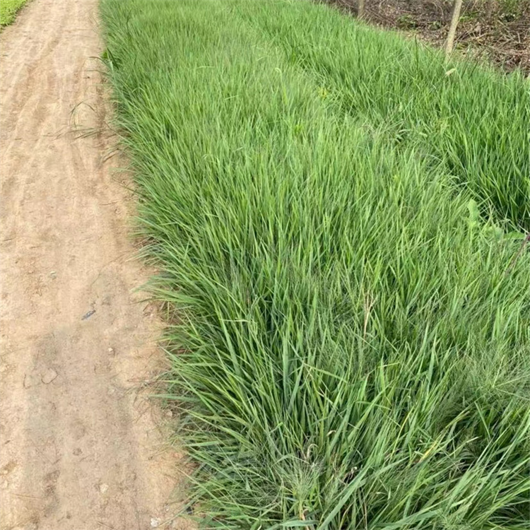 畫(huà)眉草