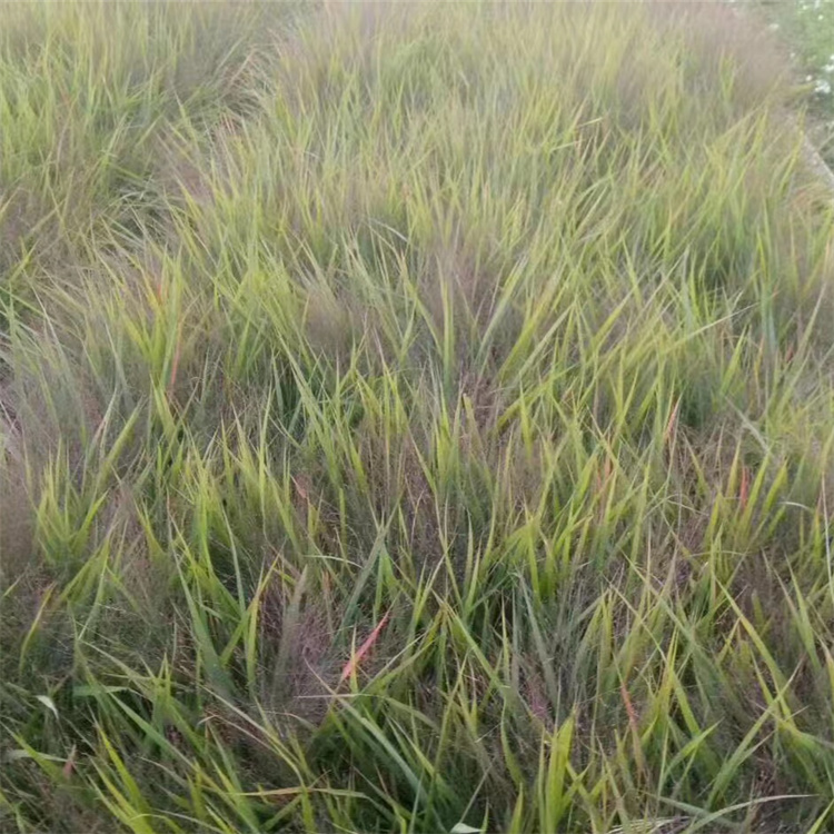 畫(huà)眉草