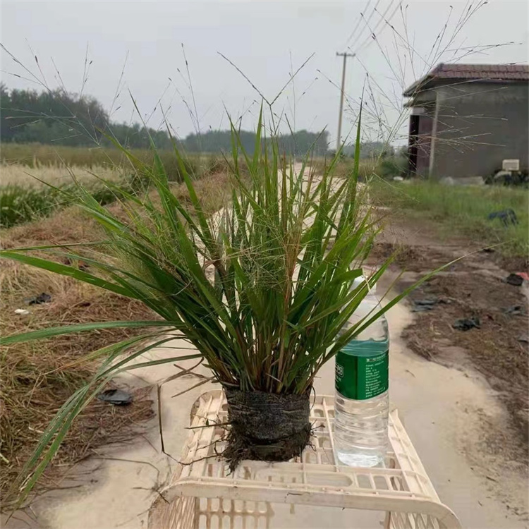 畫(huà)眉草