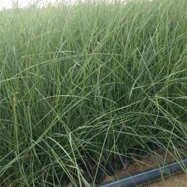 畫(huà)眉草