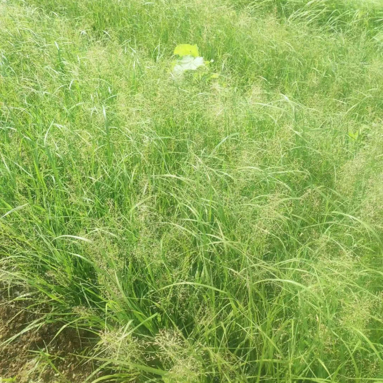 畫(huà)眉草