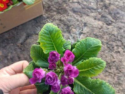 報春花容器苗