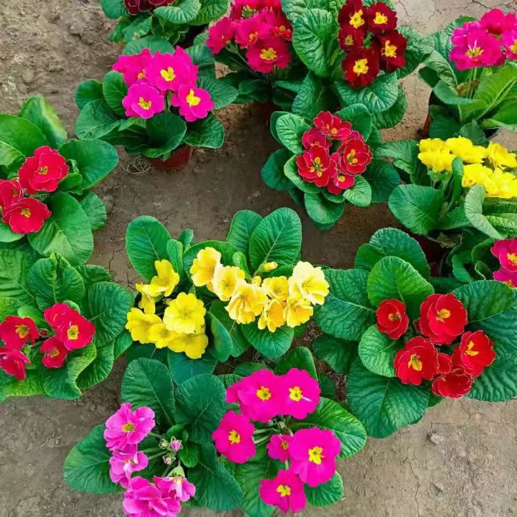 報(bào)春花容器苗