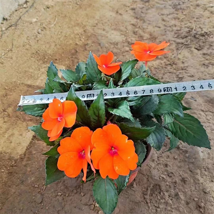 橙色<a href='http://njszjj.com/caohuazhongzi/1051.html' target='_blank'>鳳仙花</a>容器苗盆栽苗