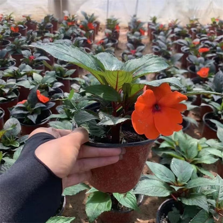 橙色<a href='http://njszjj.com/caohuazhongzi/1051.html' target='_blank'>鳳仙花</a>容器苗盆栽苗