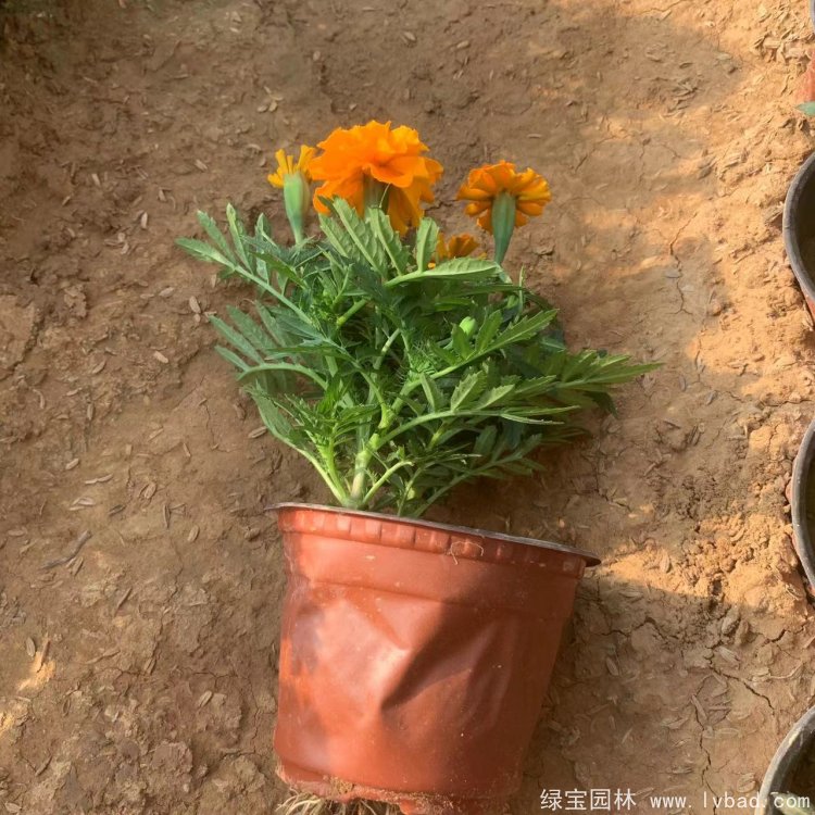 橙色<a href='http://njszjj.com/caohuazhongzi/1575.html' target='_blank'>孔雀草</a>容器苗