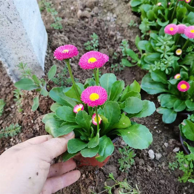 <a href='http://njszjj.com/caohuazhongzi/1032.html' target='_blank'>雛菊</a>容器苗盆栽苗