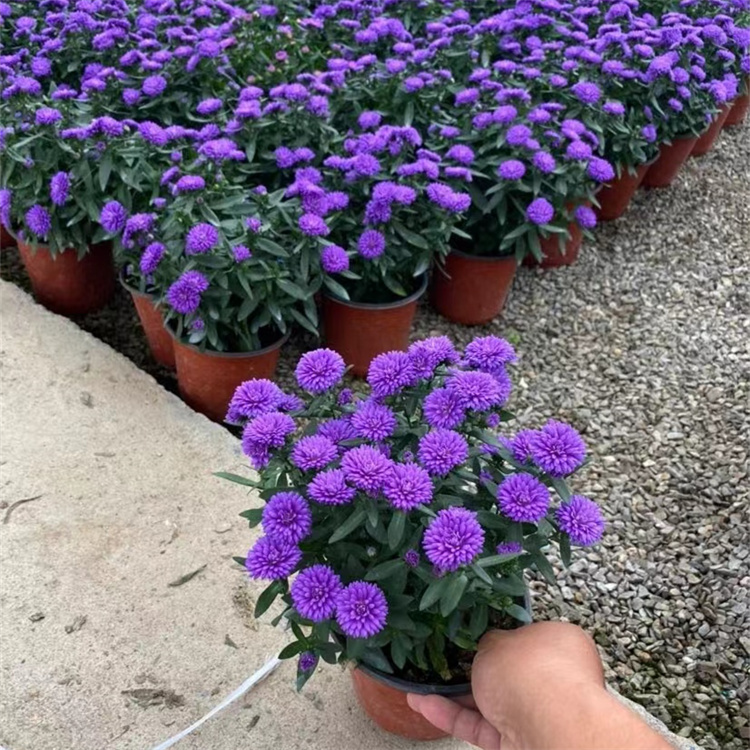 <a href='http://njszjj.com/caohuazhongzi/1033.html' target='_blank'>翠菊</a>容器苗盆栽藍色紫色