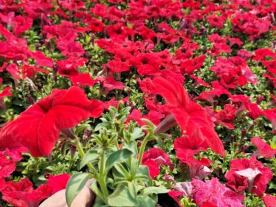 大紅色牽牛花容器苗