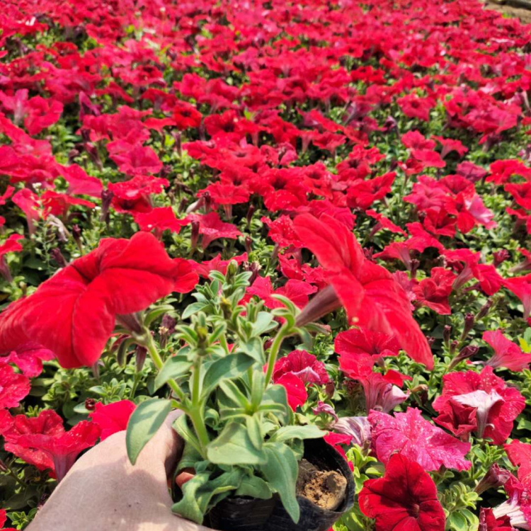 大紅色牽牛花容器苗