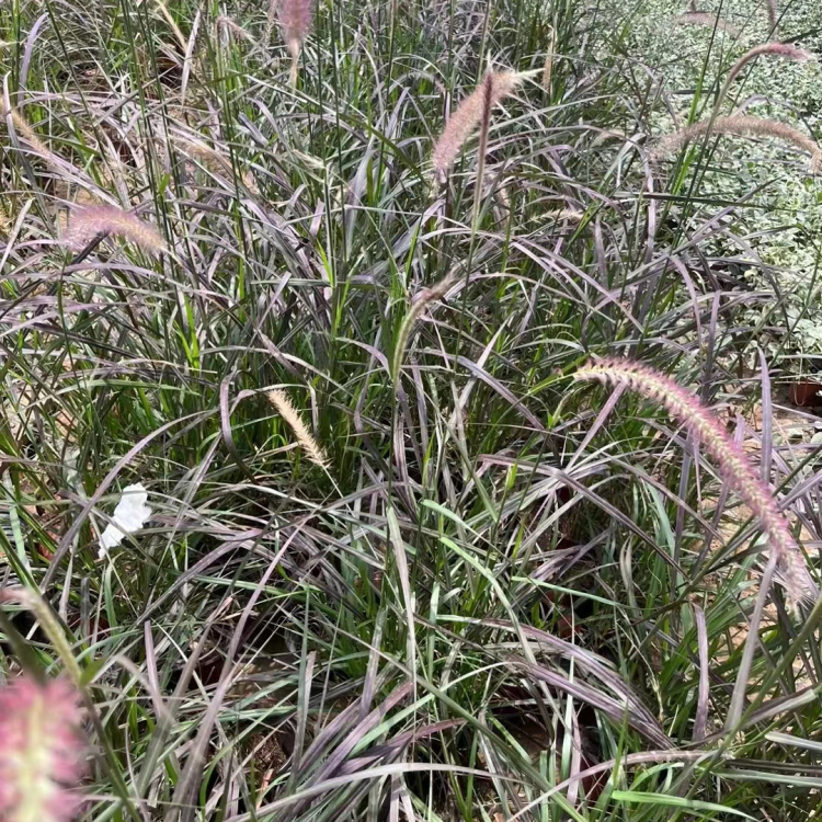 <a href='http://njszjj.com/huajingzhiwu/34572.html' target='_blank'>火焰狼尾草</a>容器苗