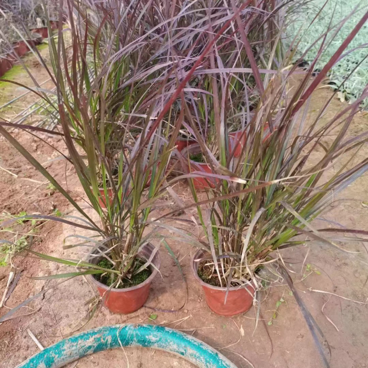 紫葉<a href='http://njszjj.com/mucaozhongzi/1687.html' target='_blank'>狼尾草</a>容器苗