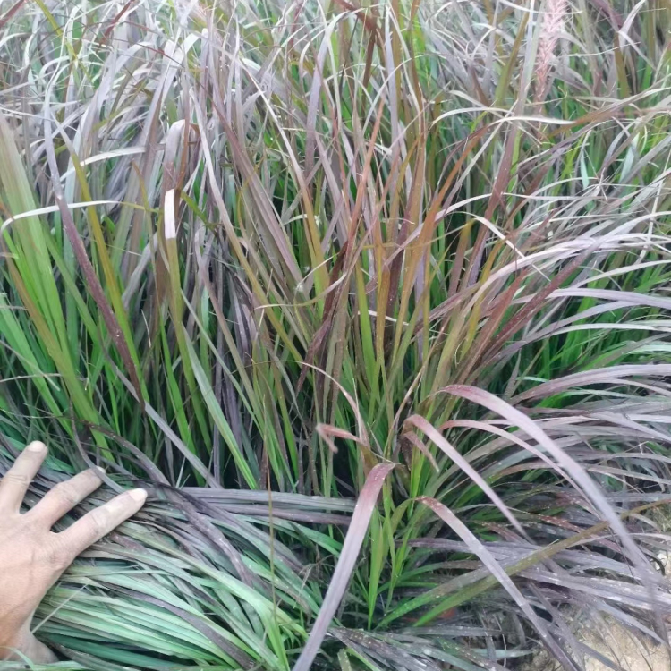 紫葉<a href='http://njszjj.com/mucaozhongzi/1687.html' target='_blank'>狼尾草</a>容器苗