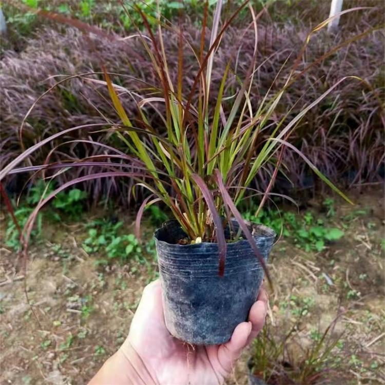 紫葉<a href='http://njszjj.com/mucaozhongzi/1687.html' target='_blank'>狼尾草</a>容器苗