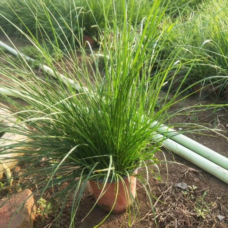 羽絨<a href='http://njszjj.com/mucaozhongzi/1687.html' target='_blank'>狼尾草</a>容器苗