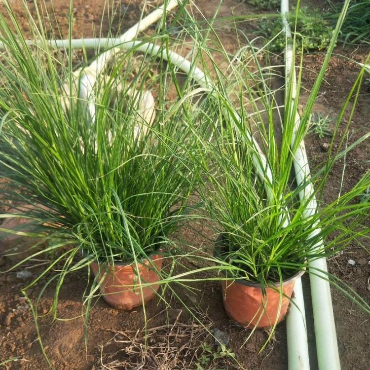 <a href='http://njszjj.com/huajingzhiwu/32997.html' target='_blank'>羽絨狼尾草</a>容器苗