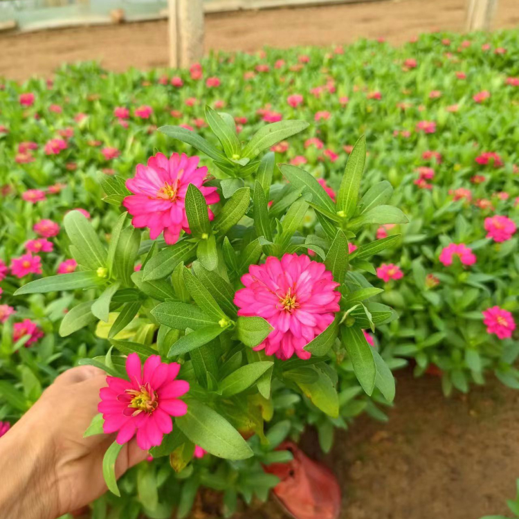 <a href='http://njszjj.com/caohuazhongzi/1020.html' target='_blank'>百日草</a>