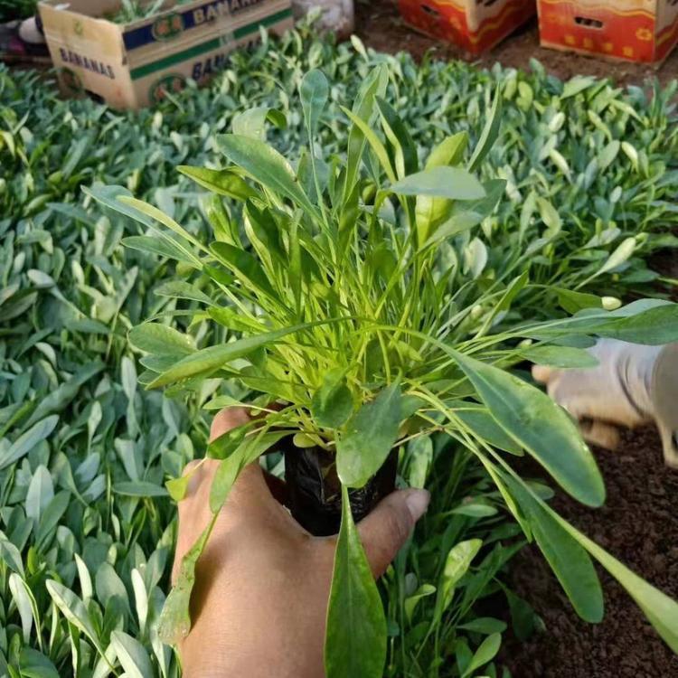 <a href='http://njszjj.com/caohuazhongzi/1568.html' target='_blank'>金雞菊</a>