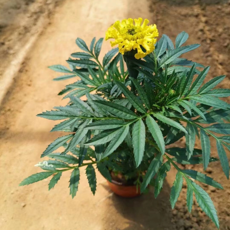 <a href='http://njszjj.com/caohuazhongzi/1631.html' target='_blank'>萬(wàn)壽菊</a>