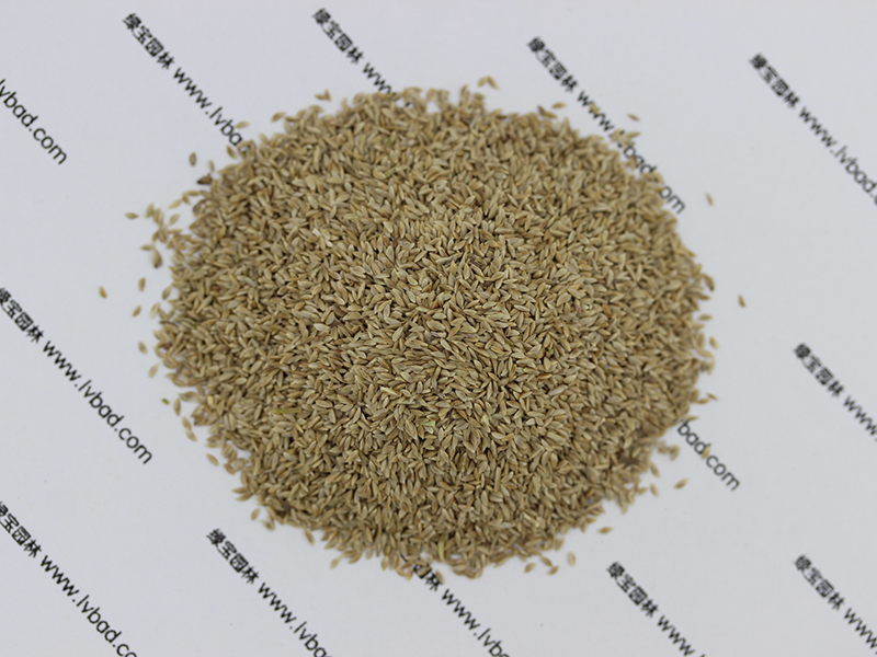 狗牙根<a href='http://njszjj.com/' target='_blank'>種子</a>圖片