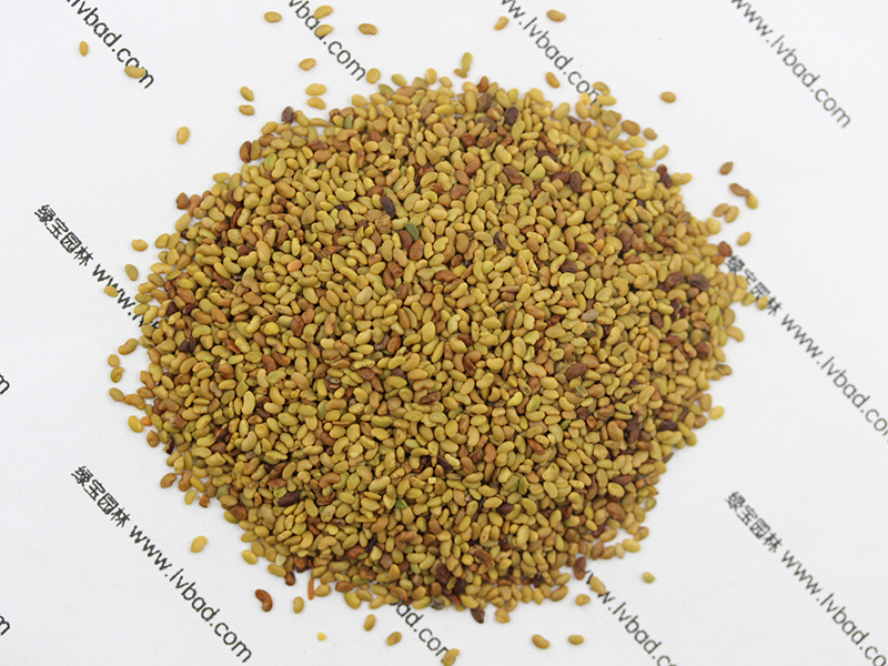 紫花<a href='http://njszjj.com/mucaozhongzi/5.html' target='_blank'>苜蓿</a><a href='http://njszjj.com/' target='_blank'>種子</a>