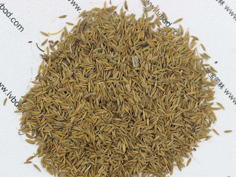 <a href='http://njszjj.com/caohuazhongzi/1607.html' target='_blank'>蒲公英種子</a>